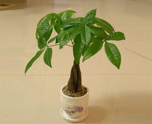 发财树好养活吗 容易养活吗