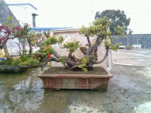 雀梅不发芽怎么办 不发芽原因及处理方法