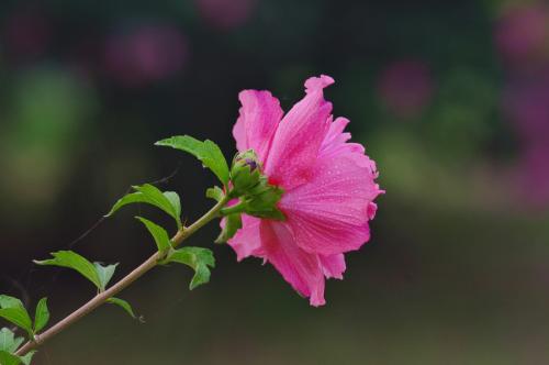 刚买的木槿花怎么养护 新买木槿花的养殖方法