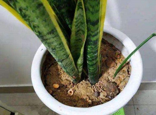 虎皮兰浇水时间和正确方法