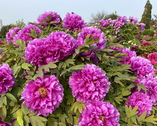 牡丹花浇水时间和正确方法