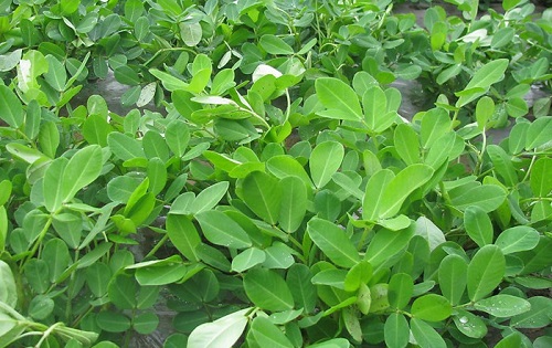 花生种植时间和收获时间