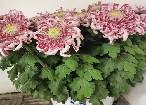 菊花一盆种几颗合适
