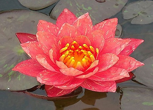 碗莲冬天怎么浇水 冬季浇水的正确方法