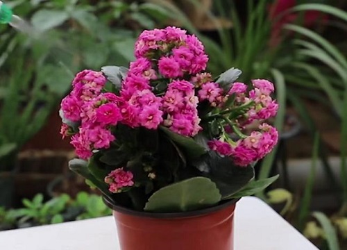 磷酸二氢钾可以浇长寿花吗