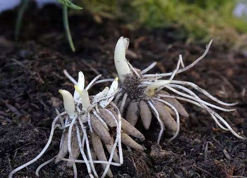 牡丹花种子怎么催芽