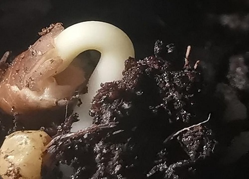 空心菜种子怎么催芽