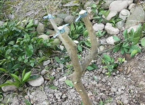 血橙什么时候嫁接成活率高