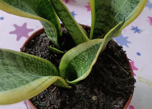 虎皮兰换盆后要浇水吗