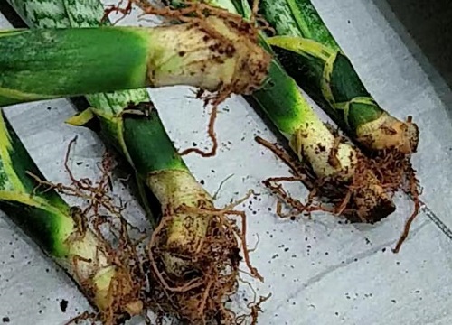 虎皮兰换盆后多久浇水一次