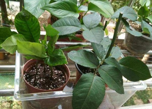 炉渣可以种花吗