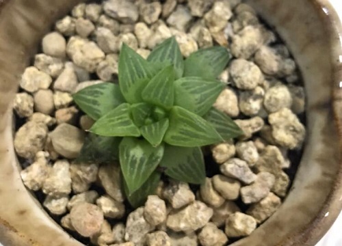 玉露怕冷还是怕热