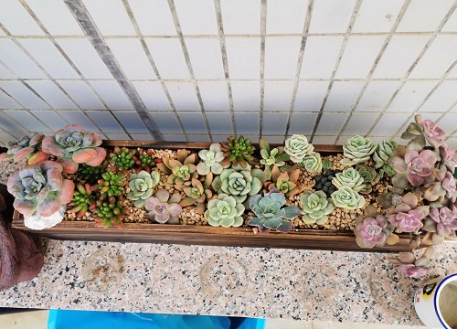 木箱可以种花吗