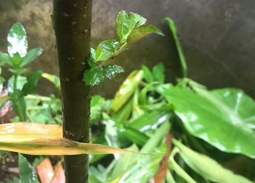 芒果怕冷还是怕热