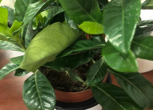 栀子花怕冷还是怕热