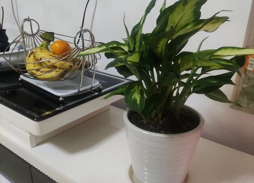 厨房适合养什么花