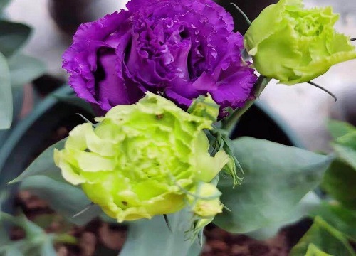 洋桔梗冬天怎么浇水