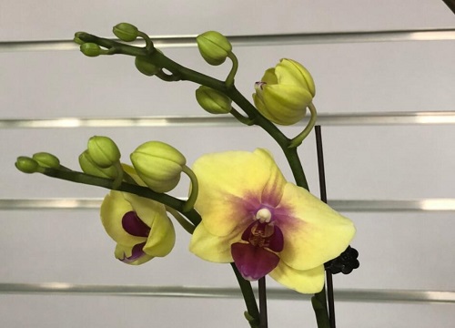 成都地区种什么花卉植物合适