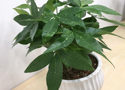 发财树怕冷还是怕热