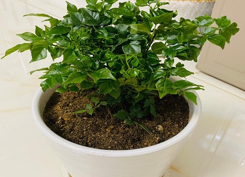 幸福树怕冷还是怕热