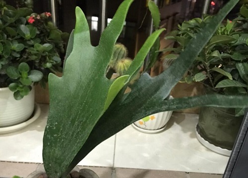 荨麻疹适合养什么花