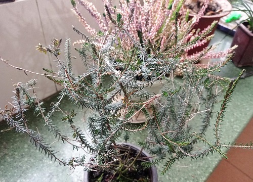 12月适合养什么花