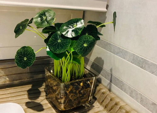 玻璃杯适合养什么花