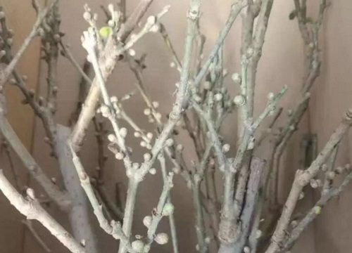 生肖牛适合养什么花
