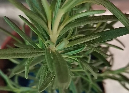抑郁症适合养什么花卉植物