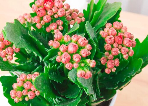 万寿花怎么养才能开花多