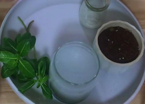 长春花可以插枝吗
