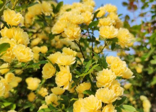 隔夜茶水可以浇花吗