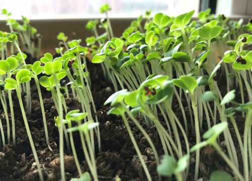 复合肥可以浇菜吗