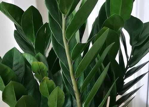 多菌灵可以浇金钱树吗