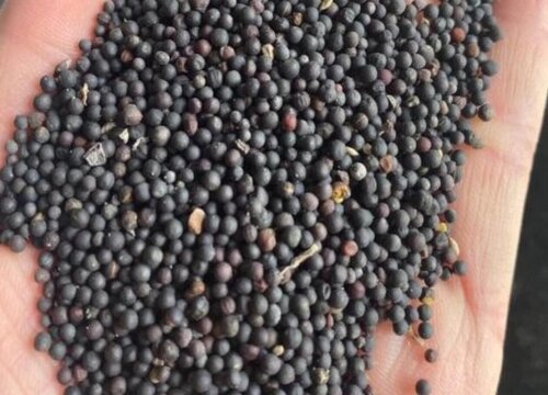 油菜花什么时候播种最好