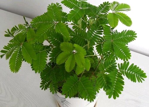 含羞草一盆种几颗合适