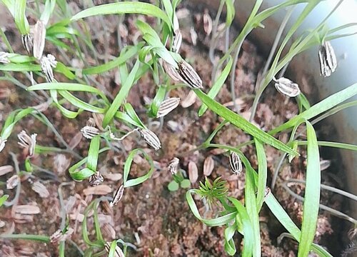 小茴香种子多久发芽