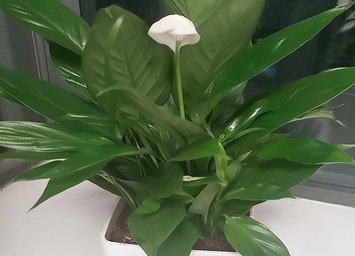 白掌浇水的正确方法