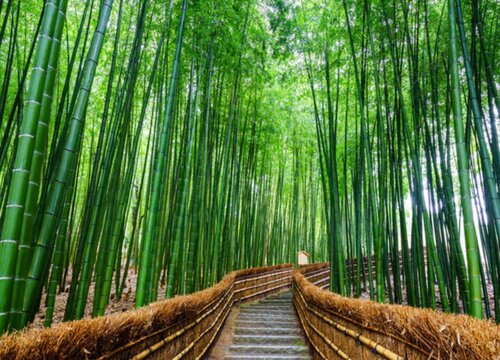 竹子浇水的正确方法