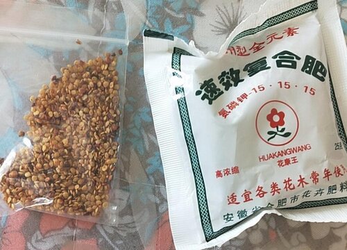 倒挂金钟种子多久发芽