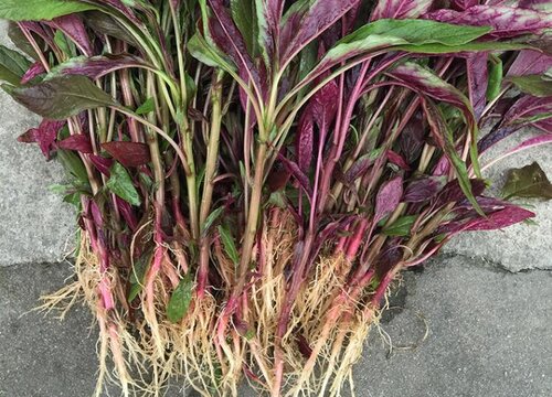苋菜种植时间与生长周期