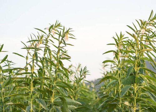 芝麻种植时间与生长周期