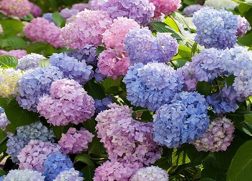 绣球花怕太阳晒吗