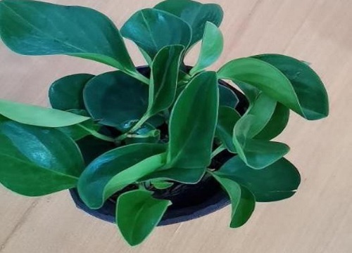 碧玉换盆后要浇水吗