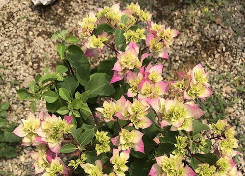 三角梅开完花怎么办