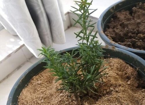 红豆杉适合什么土壤种植