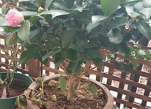 山茶花适合什么土壤种植