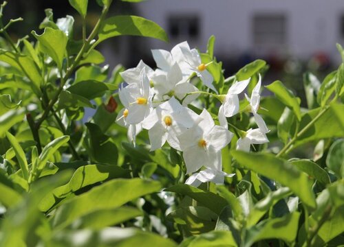 庭院适合种什么花