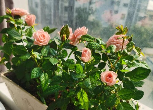 家门口适合种什么花