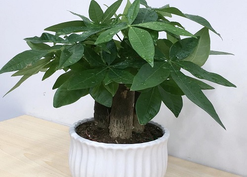 做生意适合种什么花